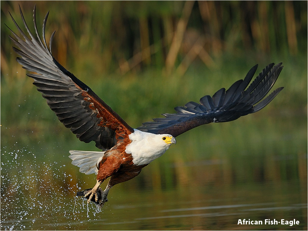 a-african-fish-eagle-gv.jpg