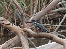 Giant Kingfisher and prey